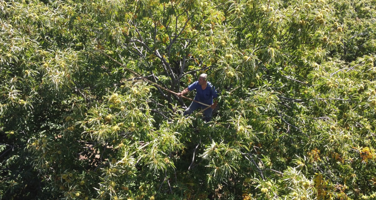 Dağda ücretsiz, şehirde 750 lira: Fiyatını duyan yaklaşamıyor